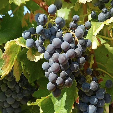 Villa Saint-bres Pool & Nature *