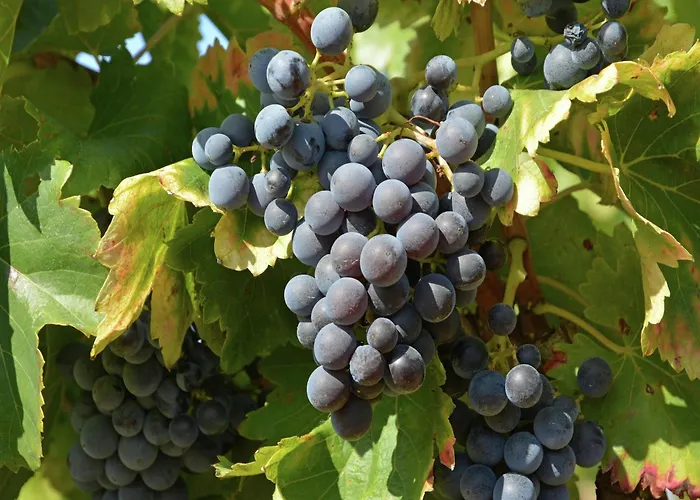 Willa Saint-bres Pool & Nature *